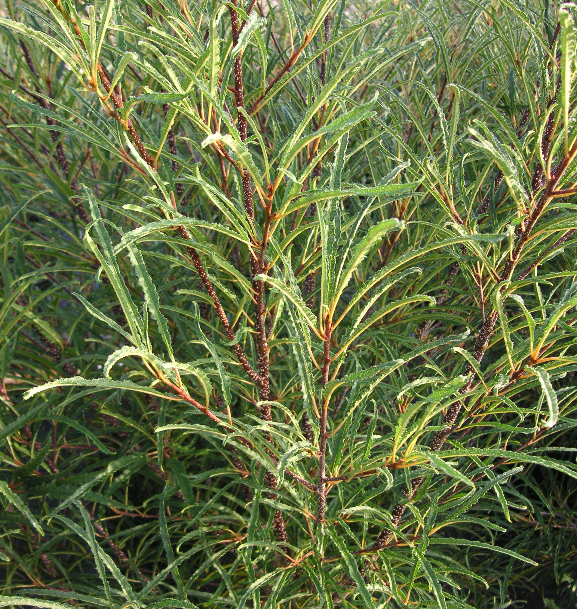 buckthorn fernleaf natorp shrub plants
